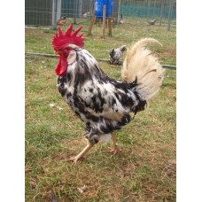 EXCHEQUER LEGHORN LARGE FOWL